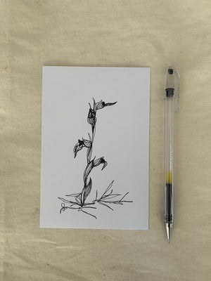 Four Orchids (framed original drawings)