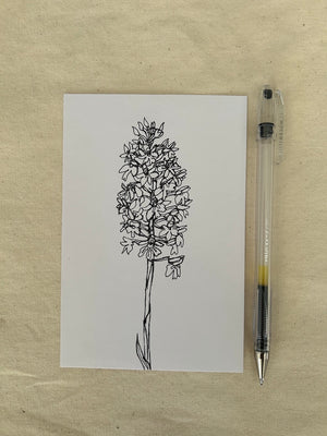 Four Orchids (framed original drawings)