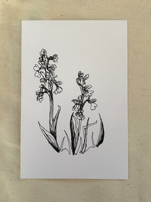 Four Orchids (framed original drawings)