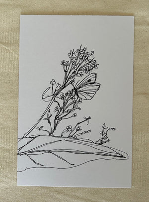 Garden Cottage and Butterfly Drawings