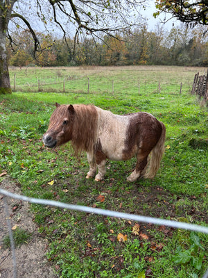 Framed Line Drawing "Yoshi the Pony"