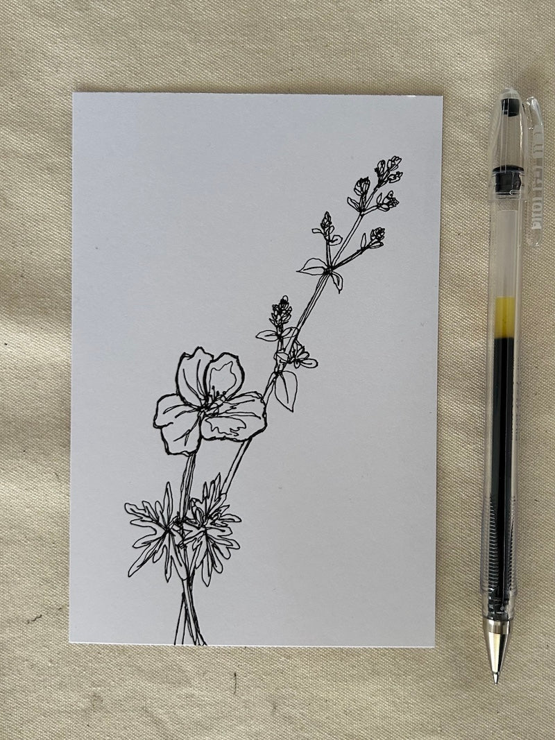 Dessin au trait de Geranium sanguin