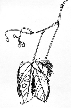 Framed Line Drawing "Virginia Creeper"