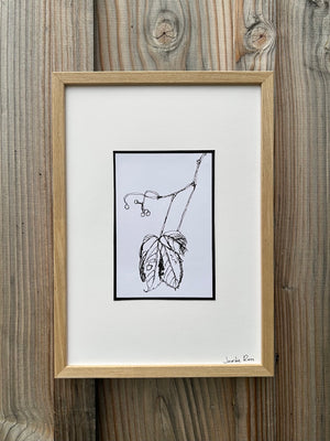 Framed Line Drawing "Virginia Creeper"