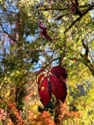 Framed Line Drawing "Virginia Creeper"