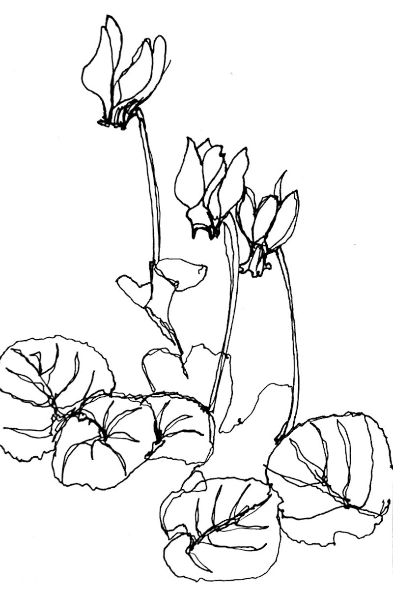 Framed Line Drawing "Cyclamen"