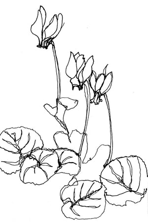 Framed Line Drawing "Cyclamen"