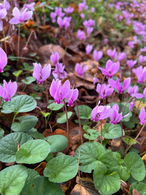 Framed Line Drawing "Cyclamen"