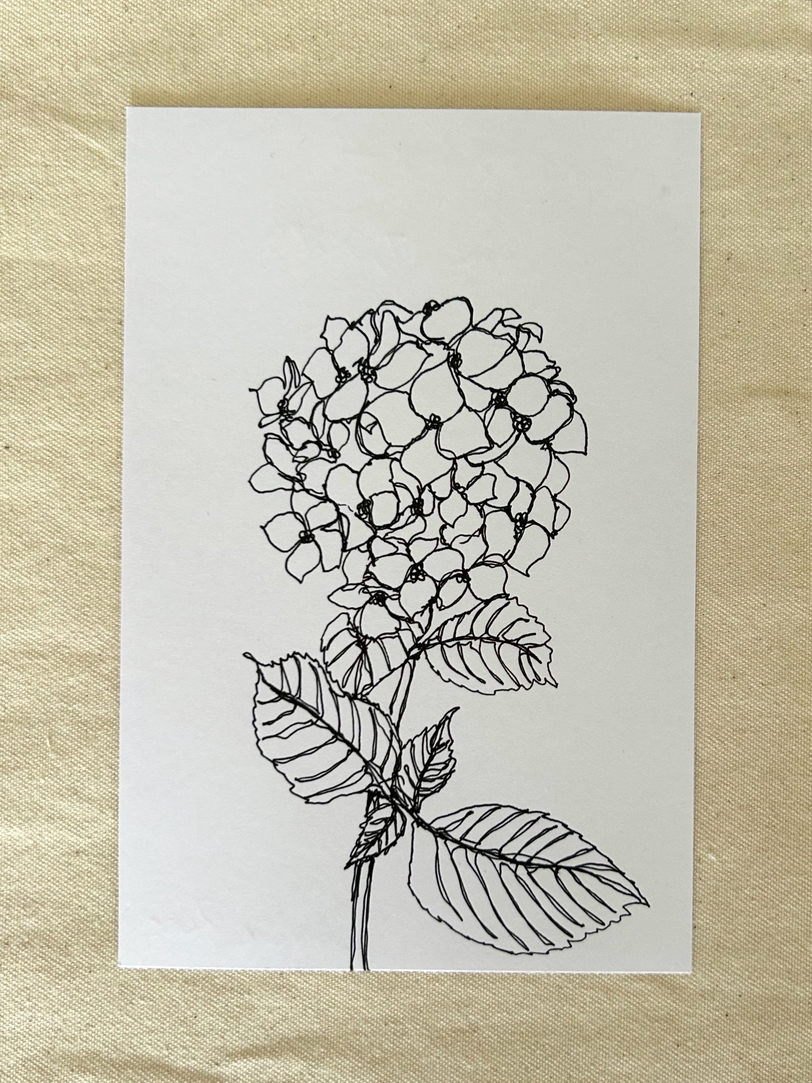 Hydrangea Single-Line Drawings, 365 Days of Drawing