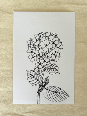 Dessins au trait unique Hydrangea et Chemin de campagne, 365 Jours de Dessin
